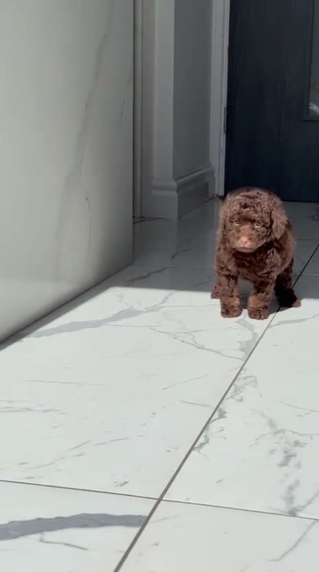 Toy Poodle dogs for sale: Gorgeous Toy Poodle Girls  - Video 2