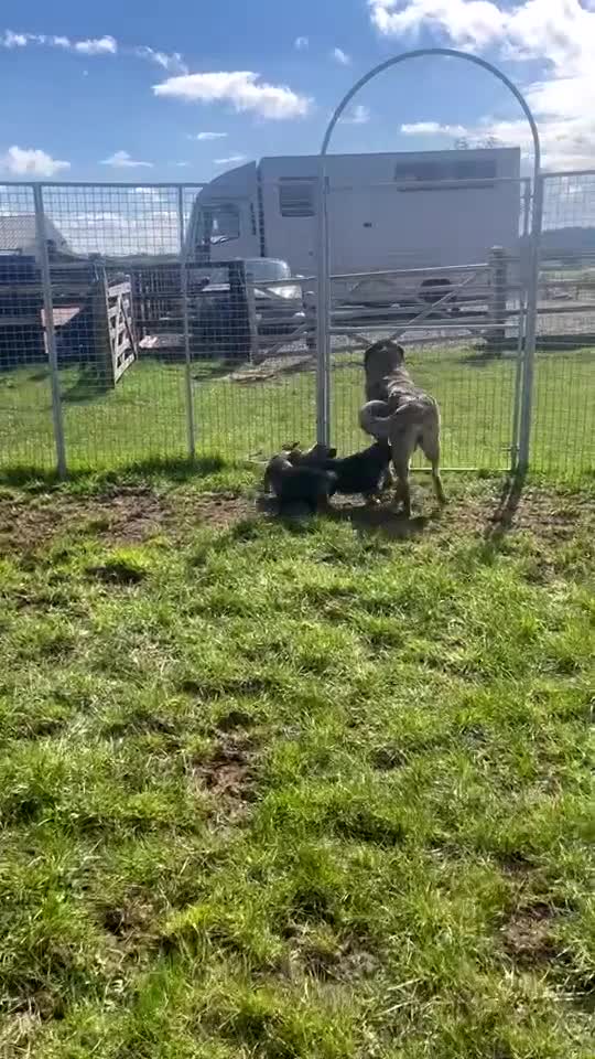 Mixed Breed dogs for sale: Caucasian x German shepard pups  in Tamworth - Video 1