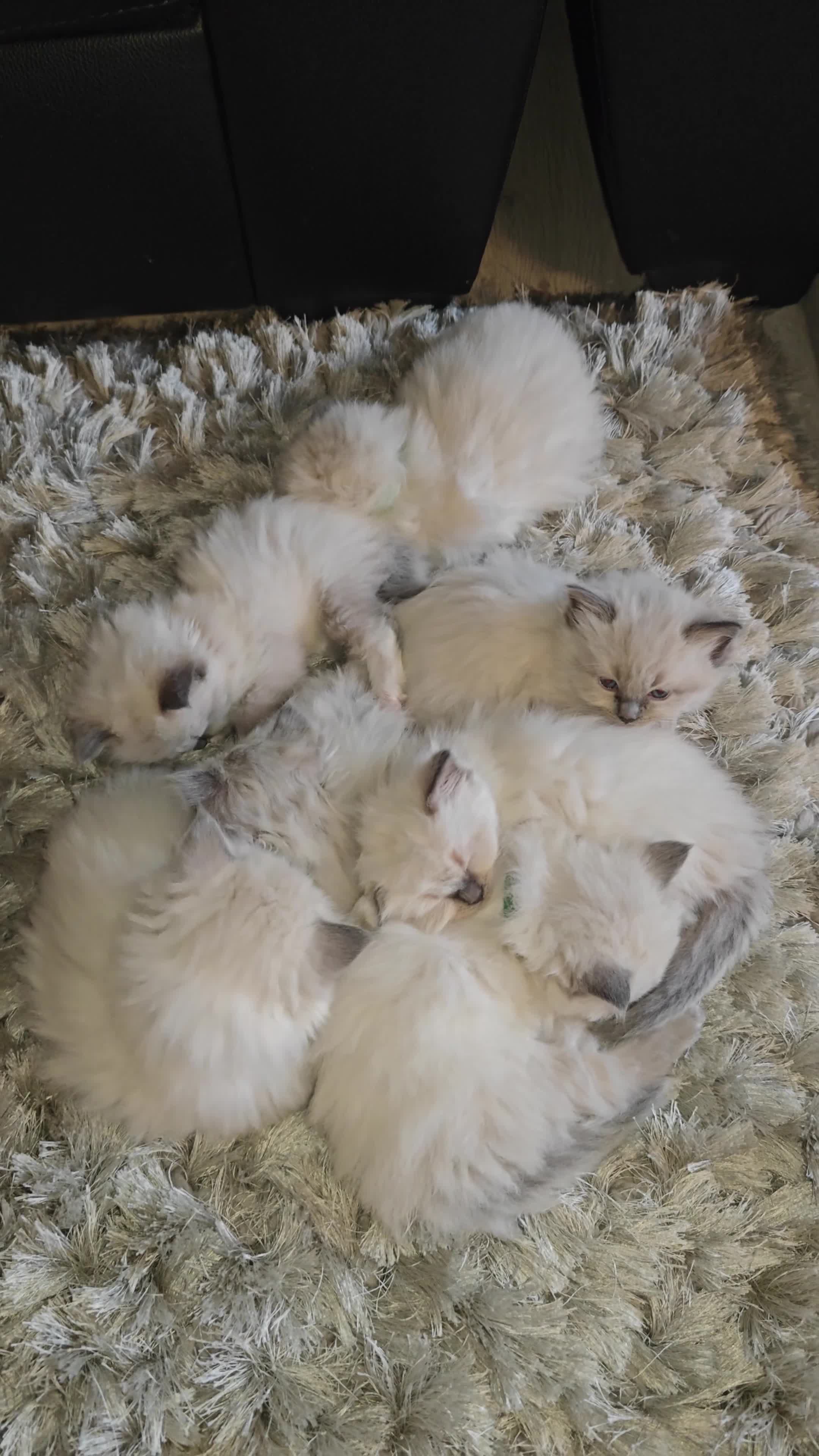 Ragdoll cats for sale: My stunning Ragdoll kittens - Video 1
