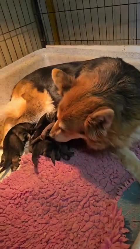 German Shepherd dogs for sale: German Shepherd Puppies Homebred Ready To View Now - Video 1