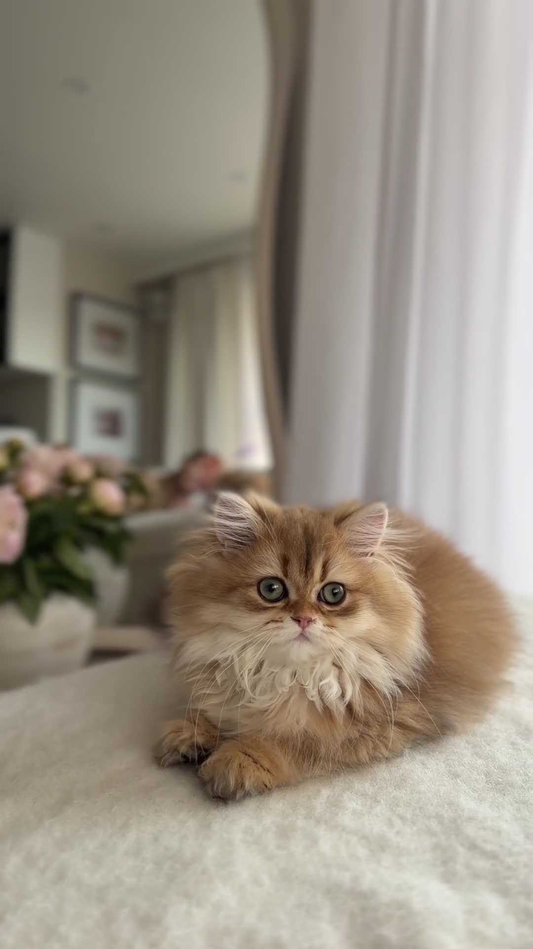 British Shorthair cats for sale: Golden British Longhair kitten  - Video 3