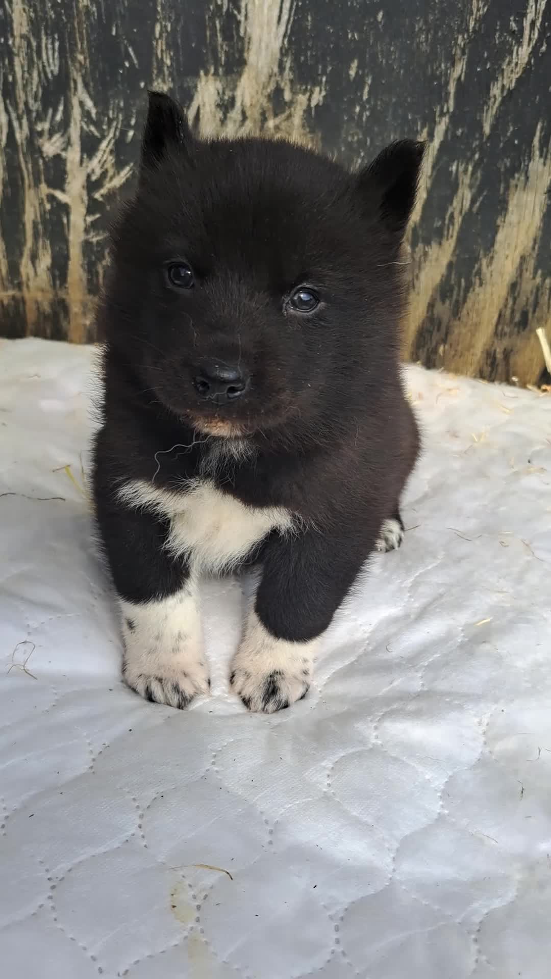 Siberian Husky dogs for sale: Unique Siberian Husky puppies - Video 1