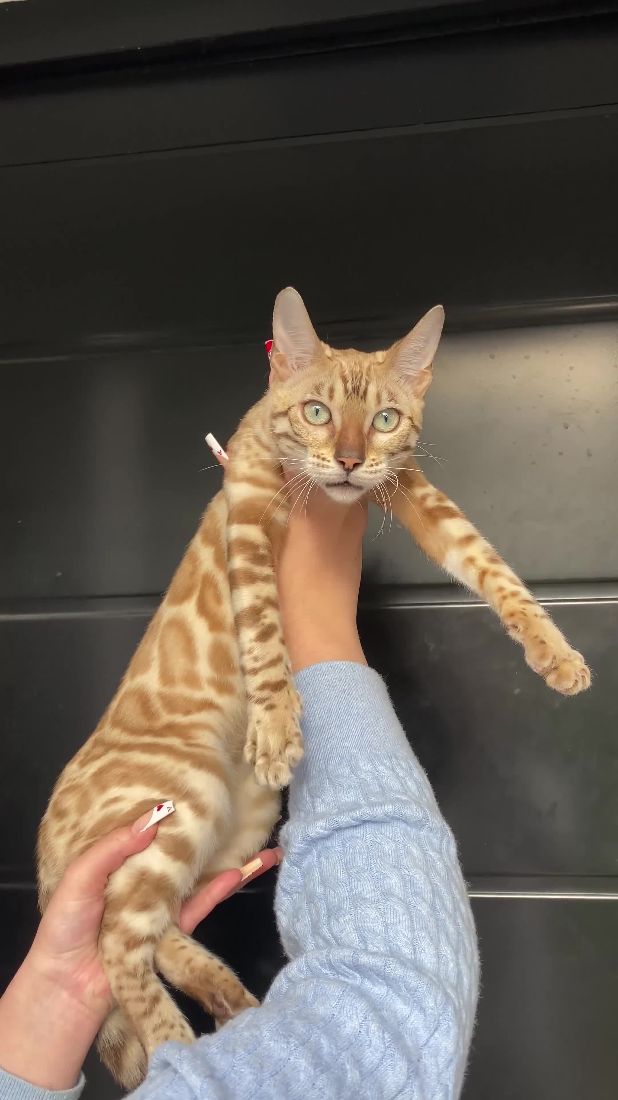 Bengal cats for sale:     TICA Bengal Mink Male Green-Eyed - Video 4