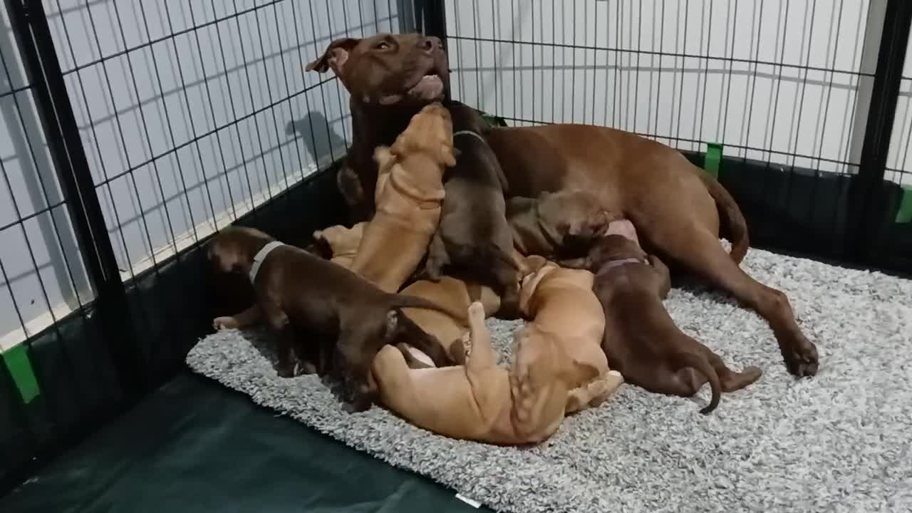 American Bull Staffy dogs for sale: American bull - Video 2