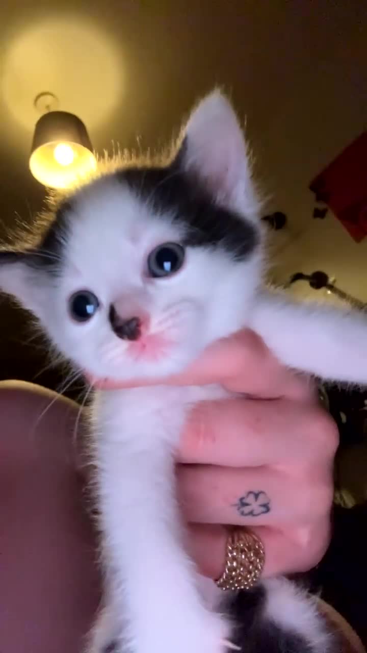 Mixed Breed cats for sale: kittens - Video 4