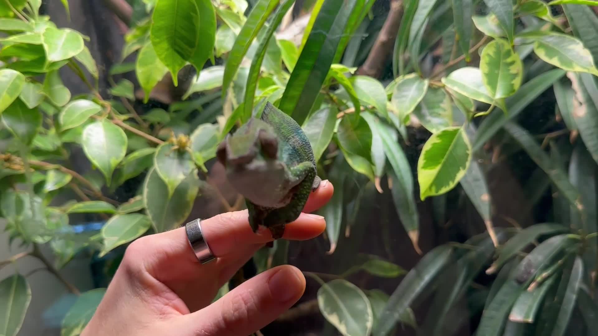 Chameleon reptiles for sale: Ambilobe Panther Chameleon Male - Video 1