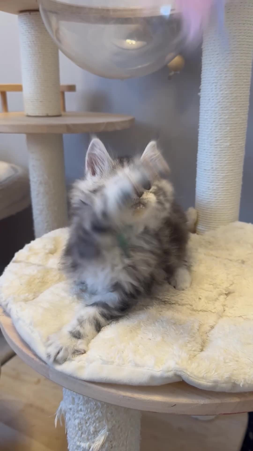 Maine Coon cats for sale: 🌟🌟Beautiful Maine Coon kittens🌟🌟 - Video 4