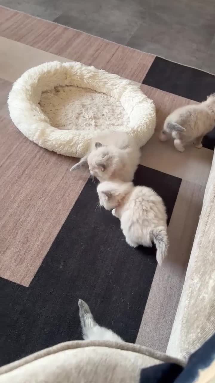 Ragdoll cats for sale: 💝 stunning gccf line of tabby/point ragdolls 💝 - Video 1