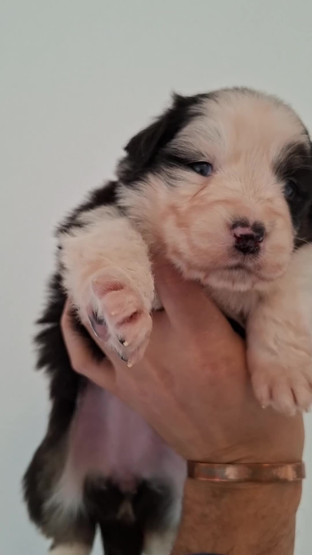 Australian Shepherd dogs for sale: ​🐾 Beautiful Australian Shepherd Puppies 🐾 - Video 2