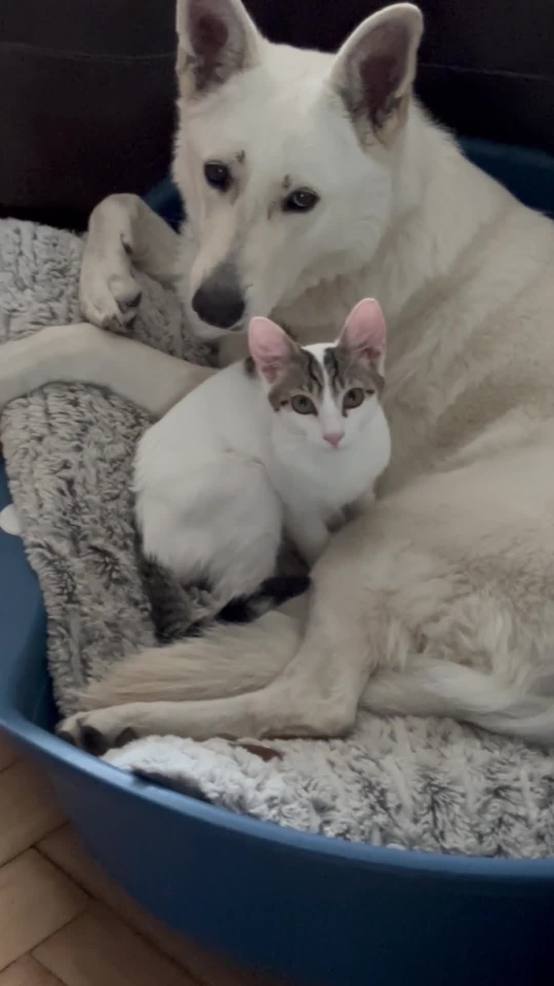Mixed Breed dogs for sale: Low content wolf dog cross swiss shepherd pups  in Enfield - Video 1