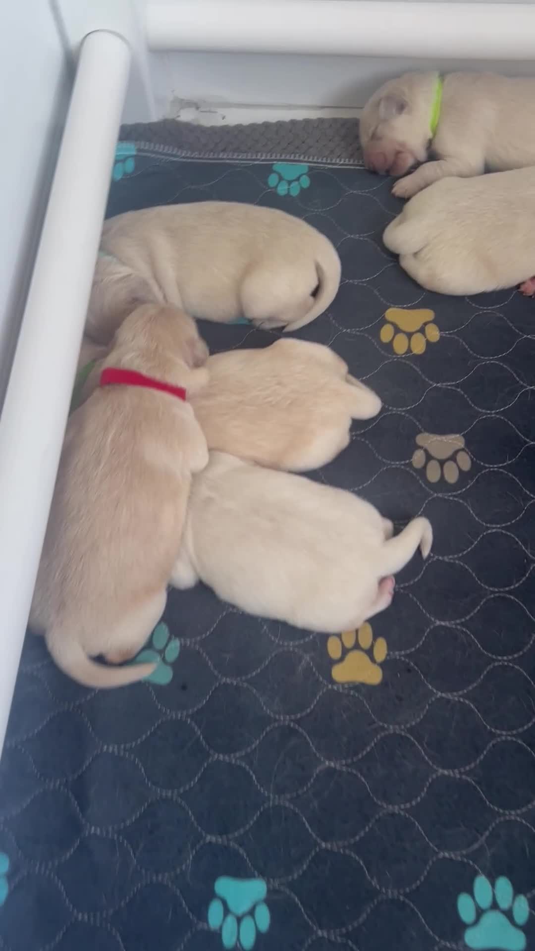 Golden Retriever dogs for sale: Golden retriever puppies  - Video 1