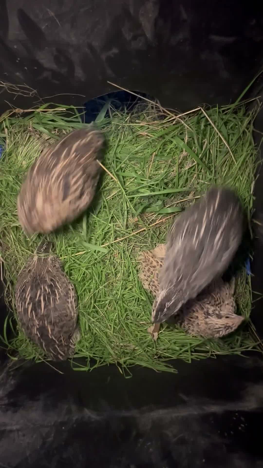 Quail poultry for sale: One male and two female is for sale  in Barking - Video 1