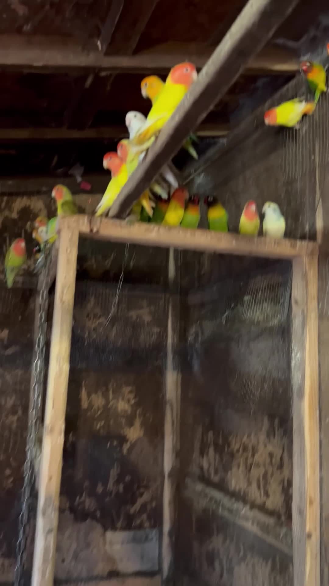 Lovebirds birds for sale: Love Birds for sale, all in good health  - Video 1