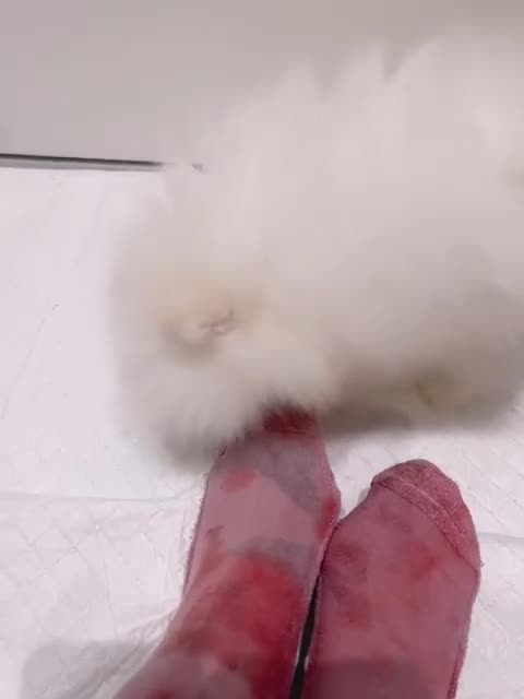 Pomeranian dogs for sale: Amazing pure white KC puppies looking for lovely🏠 - Video 2