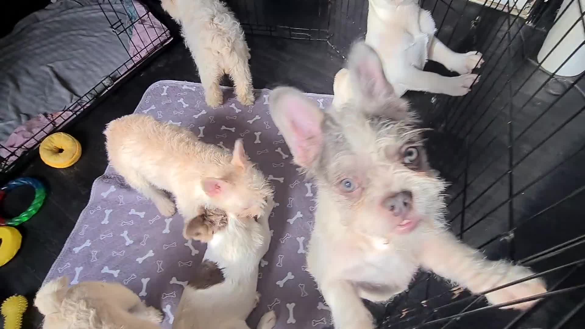French Bulldog dogs for sale: 5 French bulldog puppies. Pied fluffy - Video 1