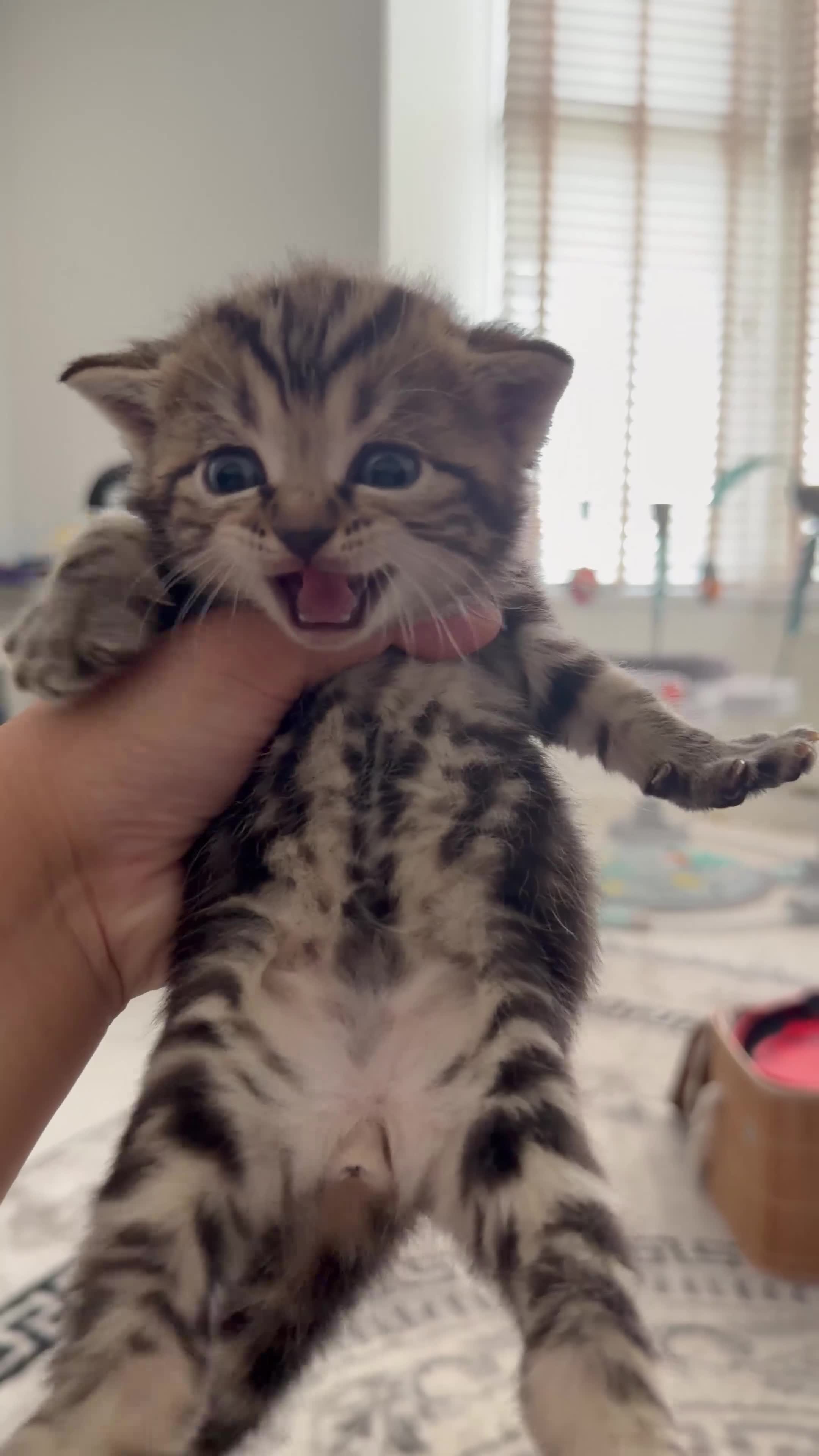 British Shorthair cats for sale: Mixed Scottish fold / Scottish straight  - Video 3