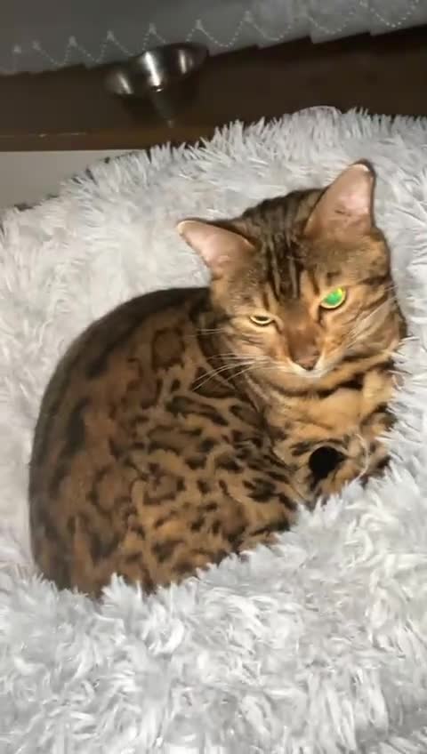 Bengal cats for sale: Stunning Male Bengal Cat Champion Bloodlines - Video 1