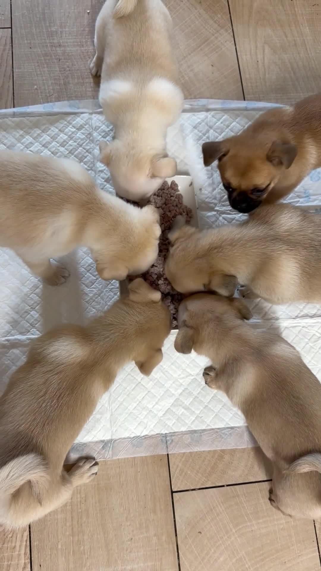 Pomeranian dogs for sale: Pug x Pomeranian mixed breed Puppies  - Video 3