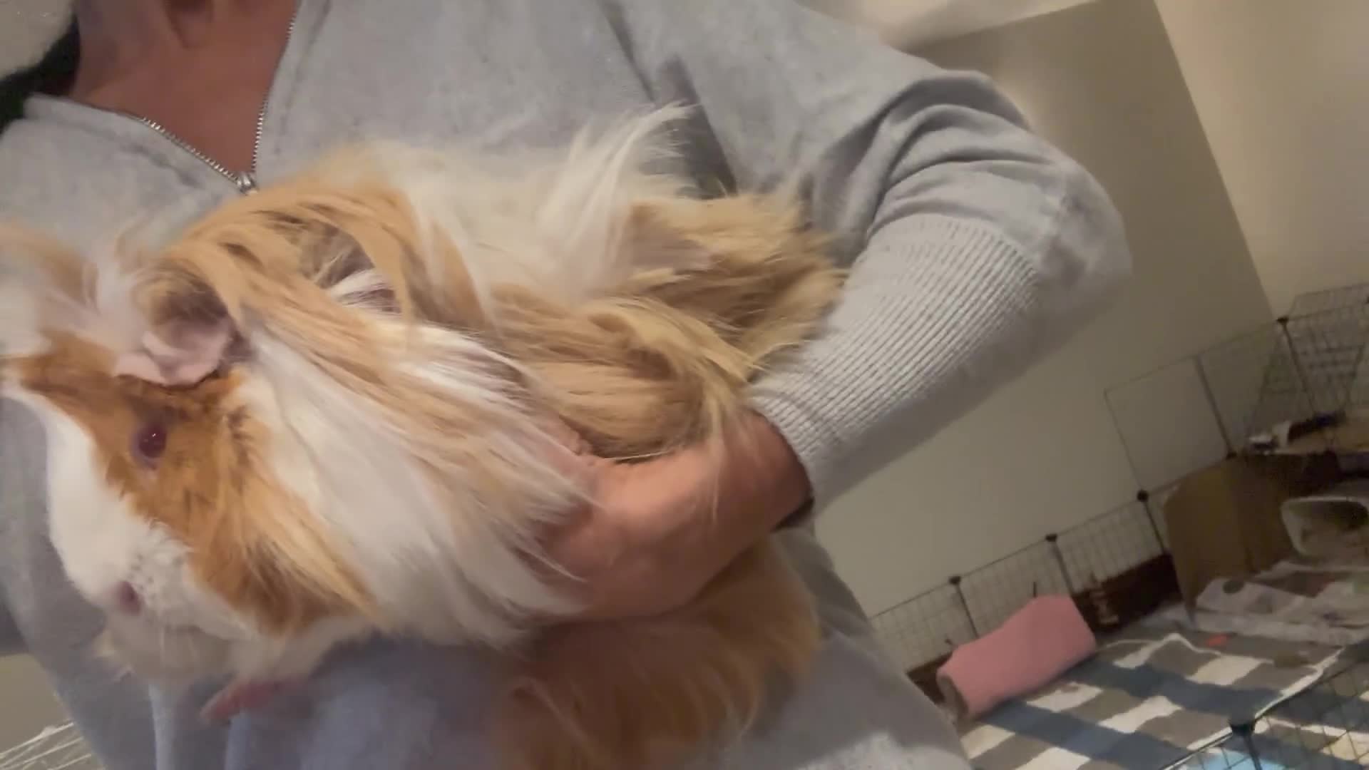 Guinea Pig rodents for sale: Long haired male Guinea pig  in Bradford - Video 1