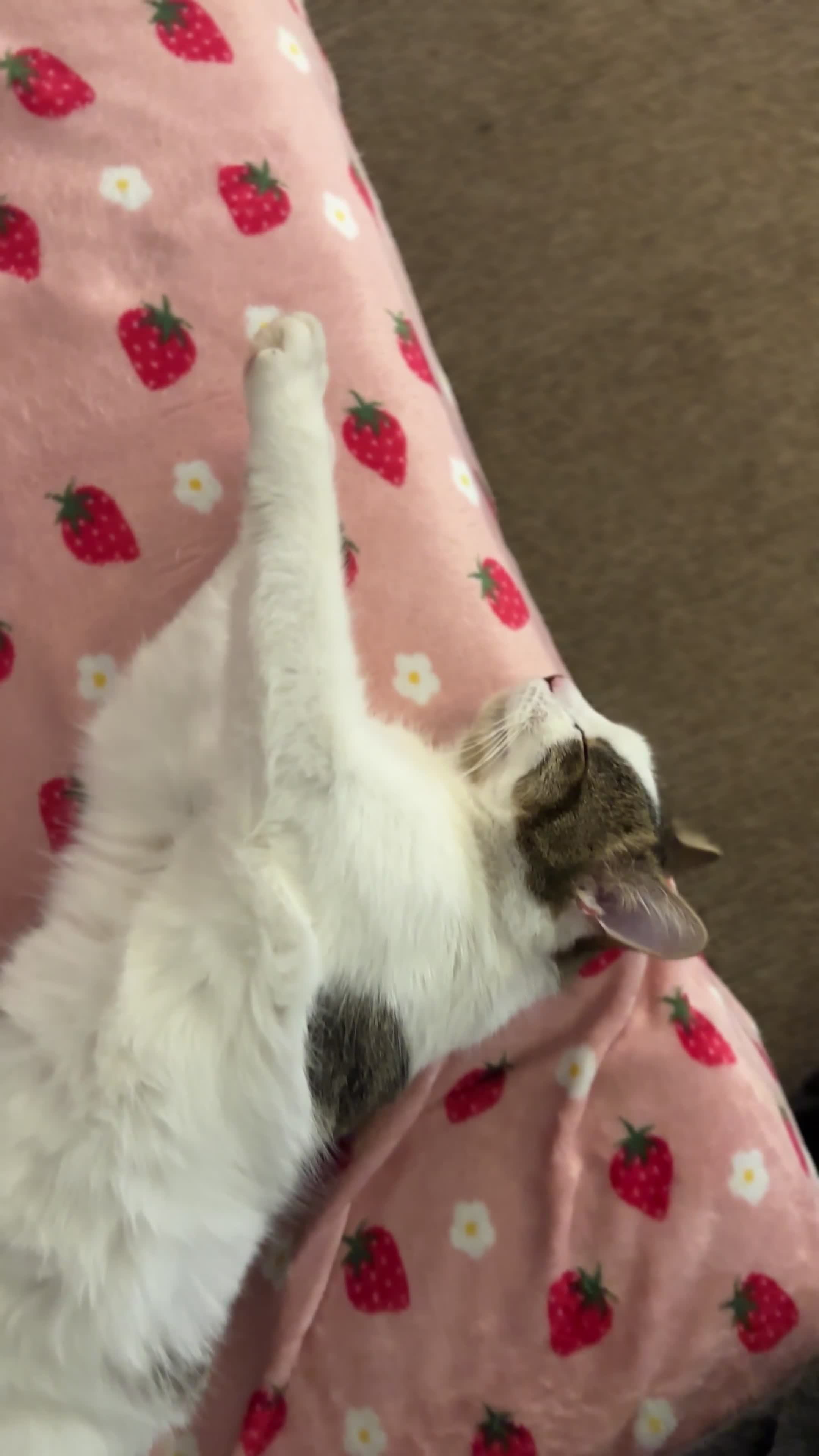 Mixed Breed cats for sale: beautiful female cat looking for new home  - Video 1