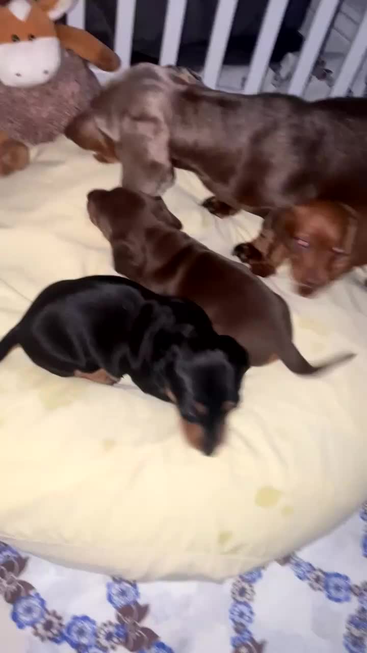 Miniature Dachshund dogs for sale: 3 Beautiful Miniature Dachshunds puppys - Video 2