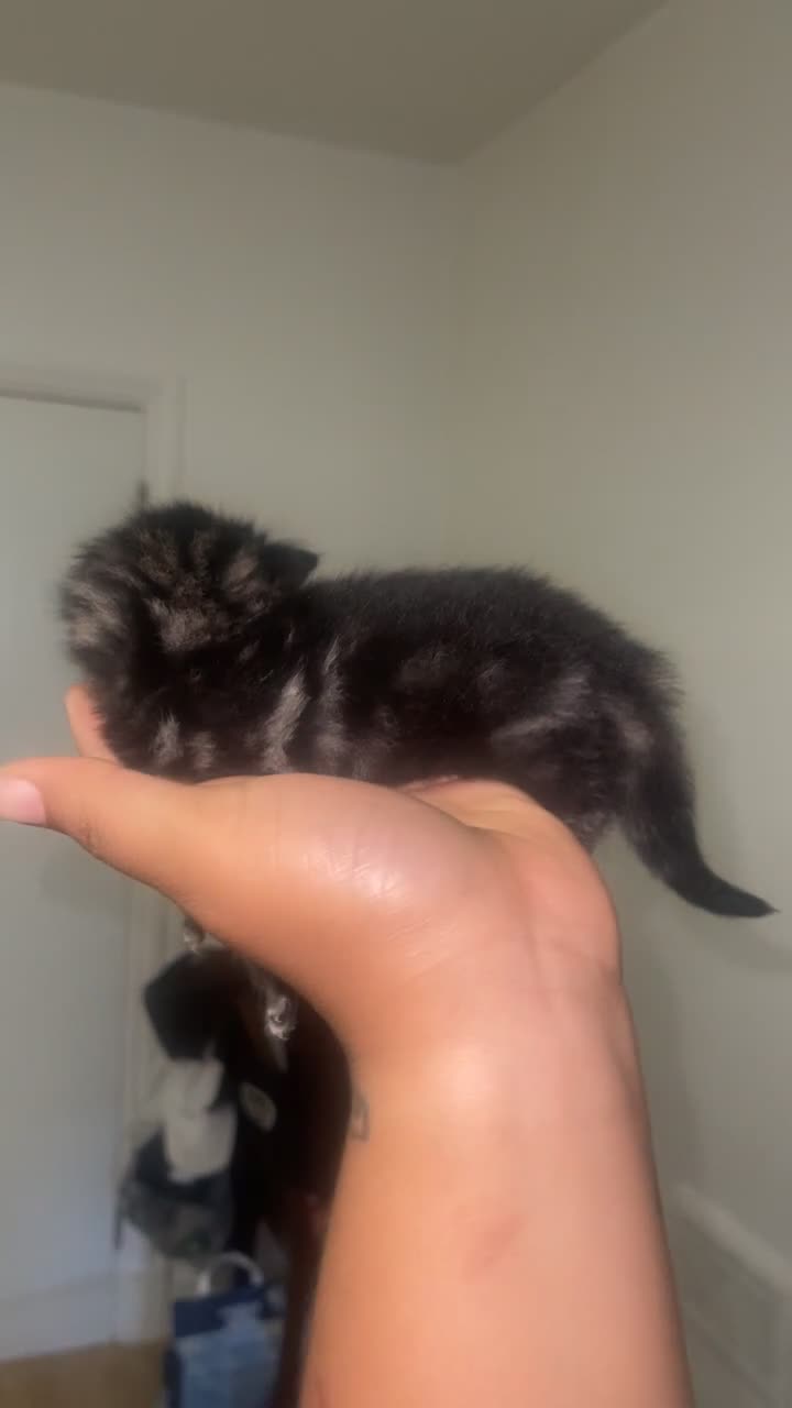 Mixed Breed cats for sale: A litter of 4 fluffy loving boys in London - Video 1