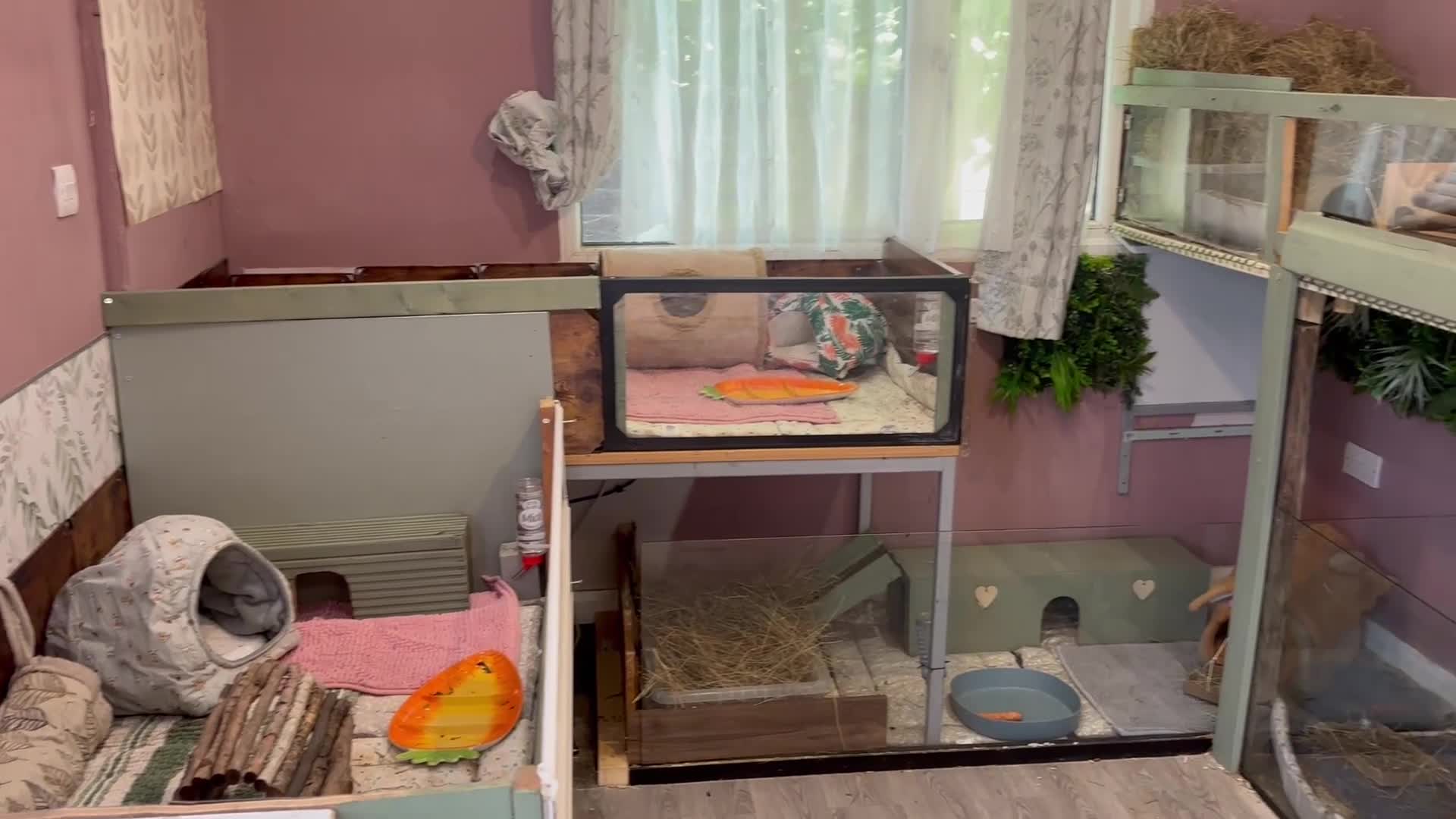 Guinea Pig rodents for sale: Guinea pig boarding in Herne bay - Video 1