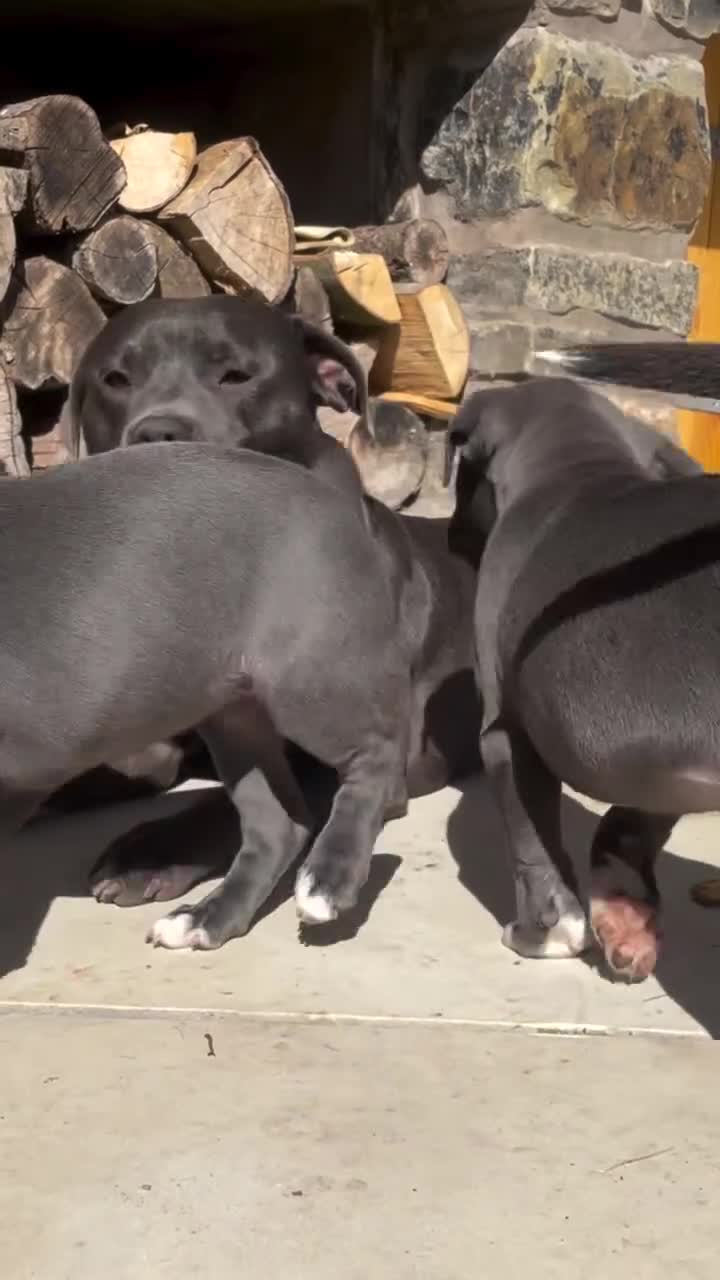 Staffordshire Bull Terrier dogs for sale: Staffordshire Bull Terrier Puppies  in Birmingham - Video 1