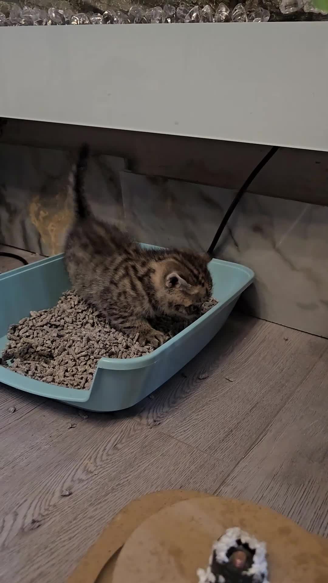 British Shorthair cats for sale: ✨️✨️Tabby British Shorthair kitten✨️✨️ - Video 4