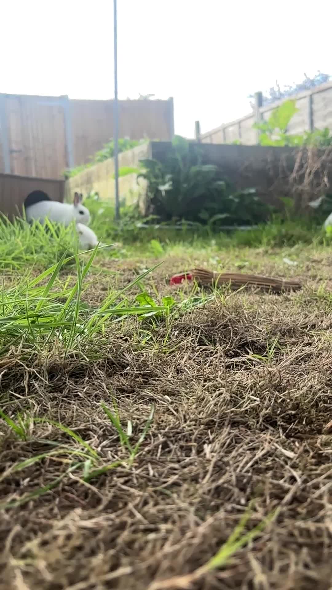 Mixed Breed rabbits for sale: Adorable Baby Lionhead Mix Bunnies - Video 3