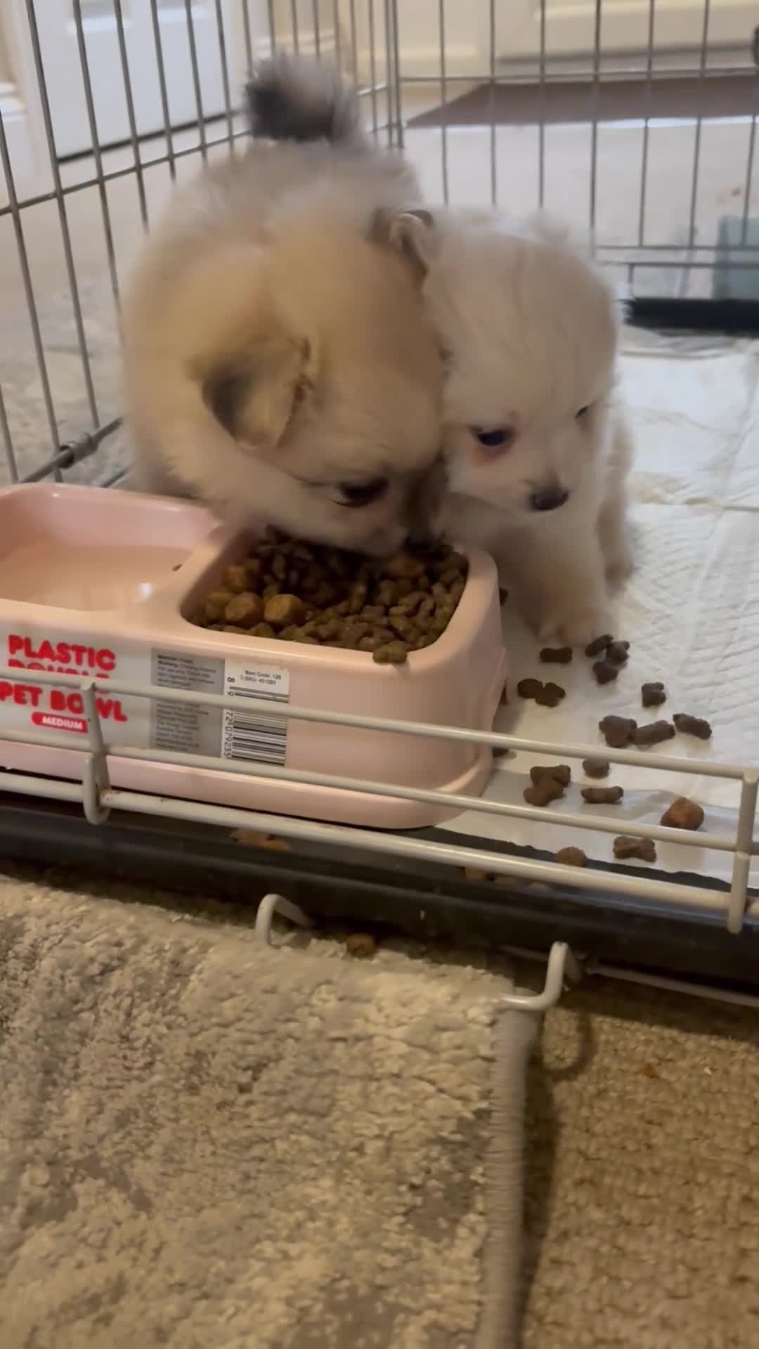 Pomeranian dogs for sale: Pomeranian - Video 1