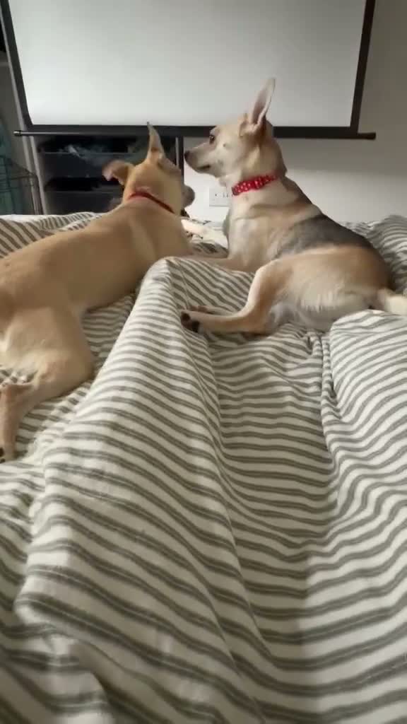 Mixed Breed dogs for adoption: ❤️ CARAMEL & ❤️STELLA – SISTERS IN MISFORTUNE - Video 3