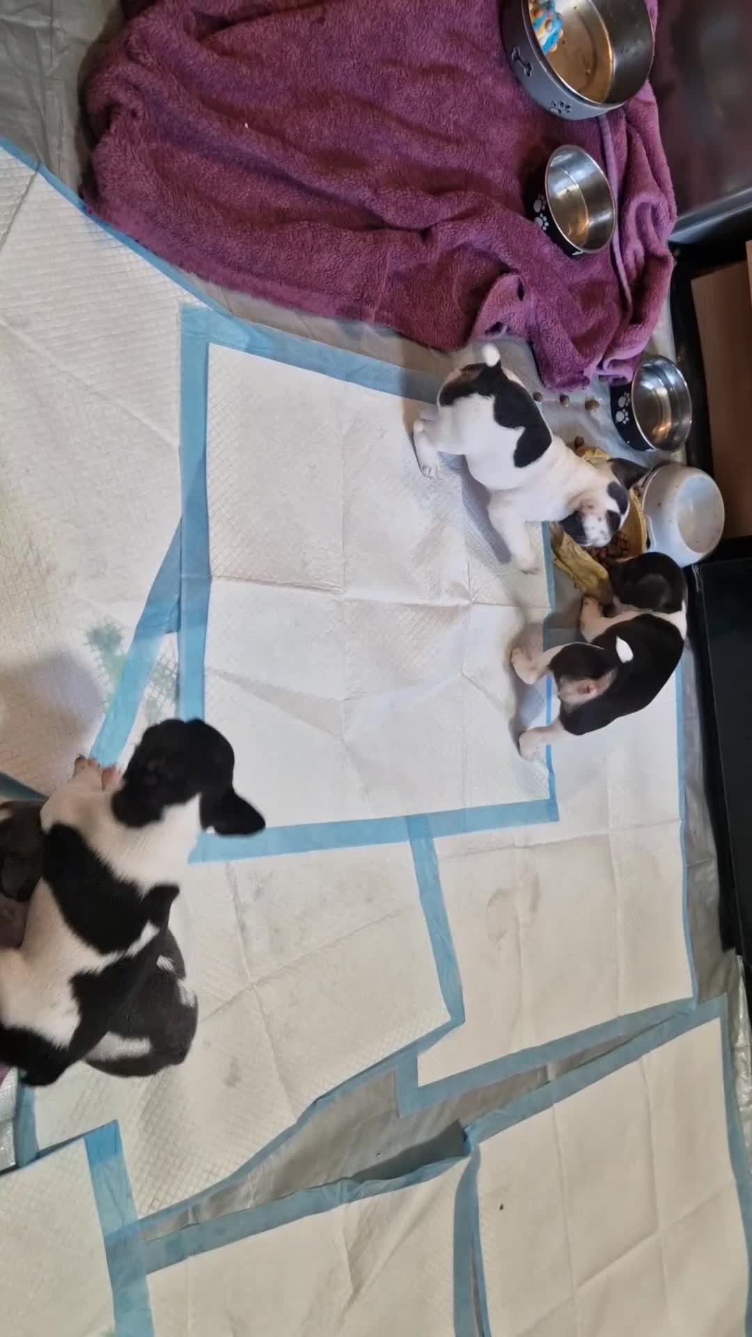 Mixed Breed dogs for sale: Fantastic 3/4 French bulldog and a 1/4 jack puppy - Video 3