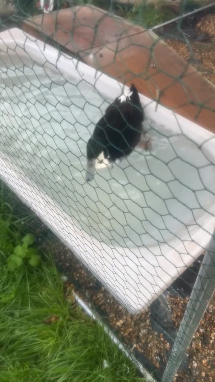 Ducks poultry for sale: 2 runner ducks  in Norwich - Video 1