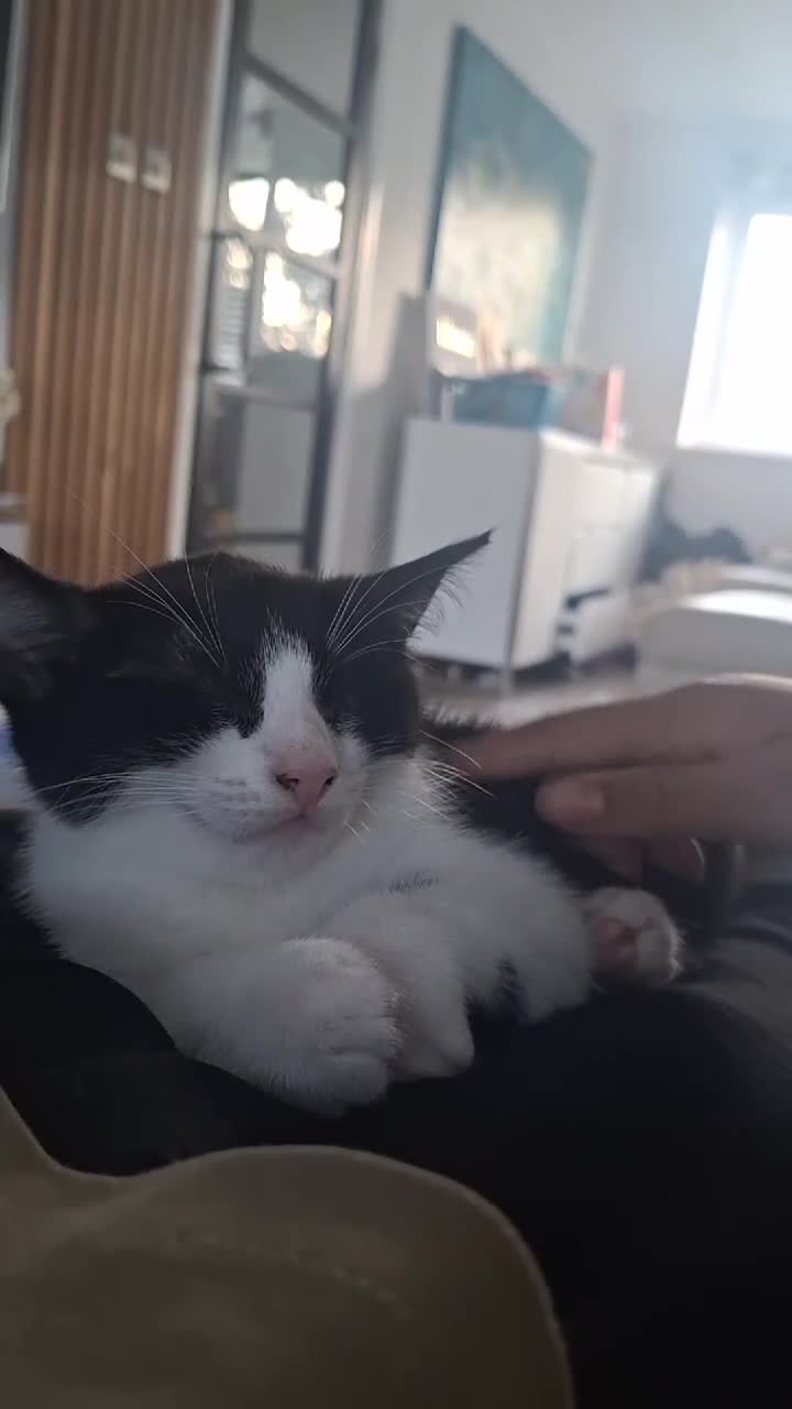 Mixed Breed cats for sale: Adorable Tuxedo Kittens available to Forever homes - Video 2