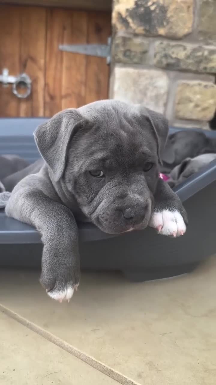 Staffordshire Bull Terrier dogs for sale: 🐾 Beautiful Staffordshire Bull Terrier Puppies in Manchester - Video 1