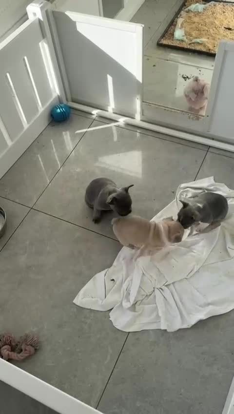 French Bulldog dogs for sale: Stunning ** French bulldogs  - Video 1
