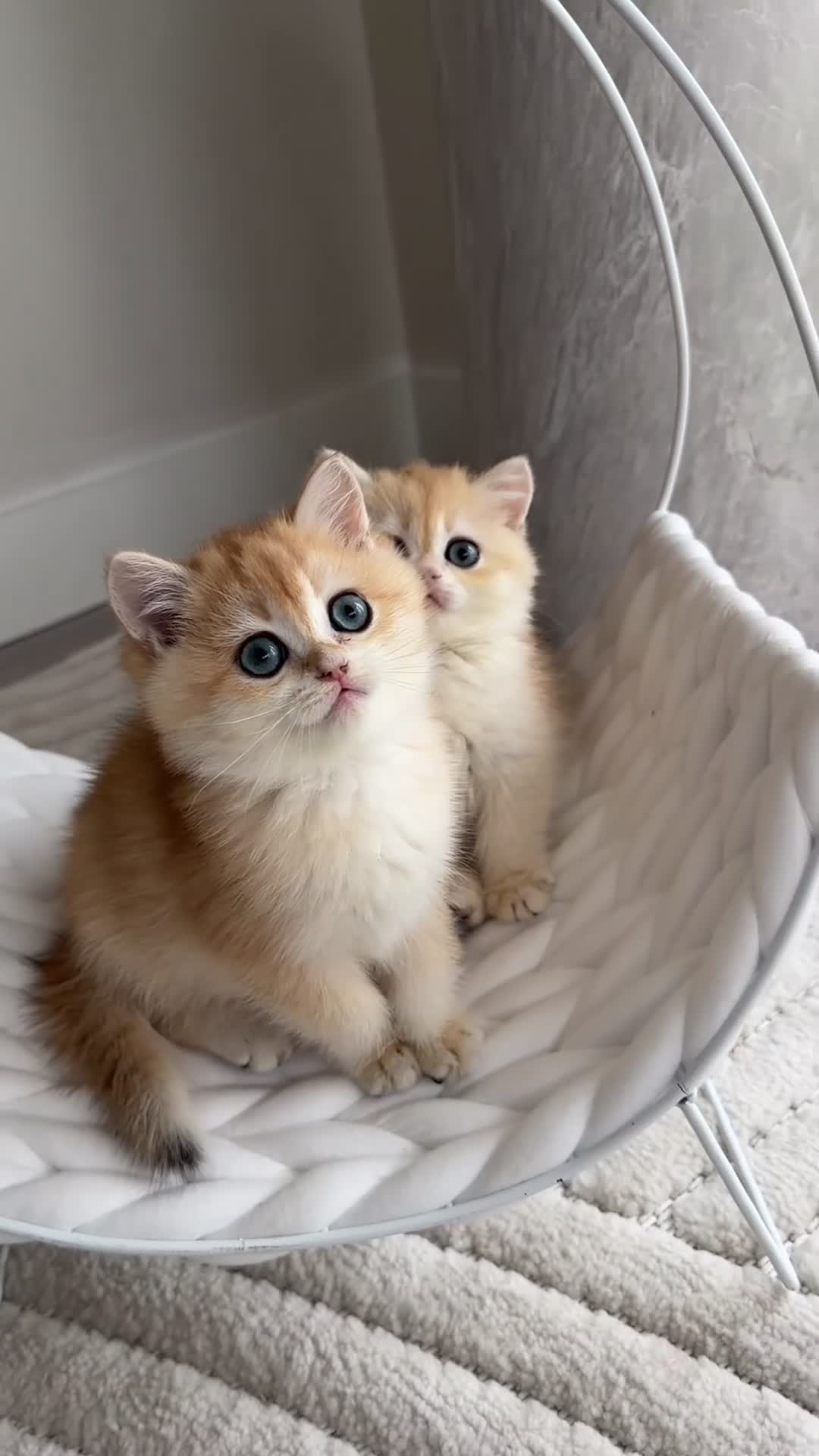 British Shorthair cats for sale: Golden British shorthair kittens  - Video 3