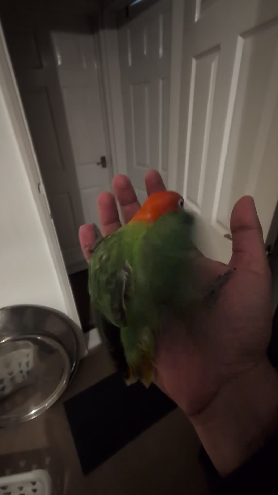 Lovebirds birds for sale: Hand Reared New Born Love Birds - Video 1