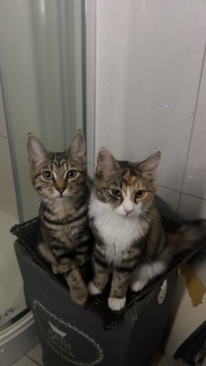 Mixed Breed cats for sale: 2 female cats - Video 1
