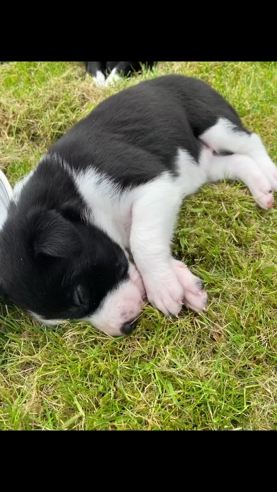 Mixed Breed dogs for sale: Border Collie Cross Pups ready for forever homes in Cairndow - Video 5