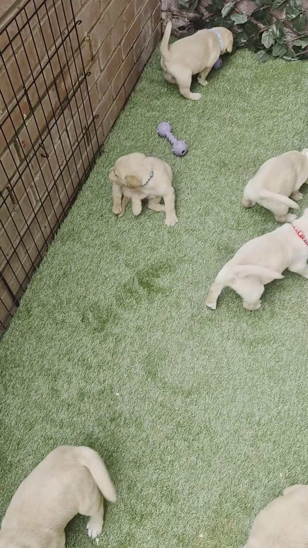 Goldador dogs for sale: Gorgeous F1 Goldador puppies from excellent lines in Kidderminster - Video 1
