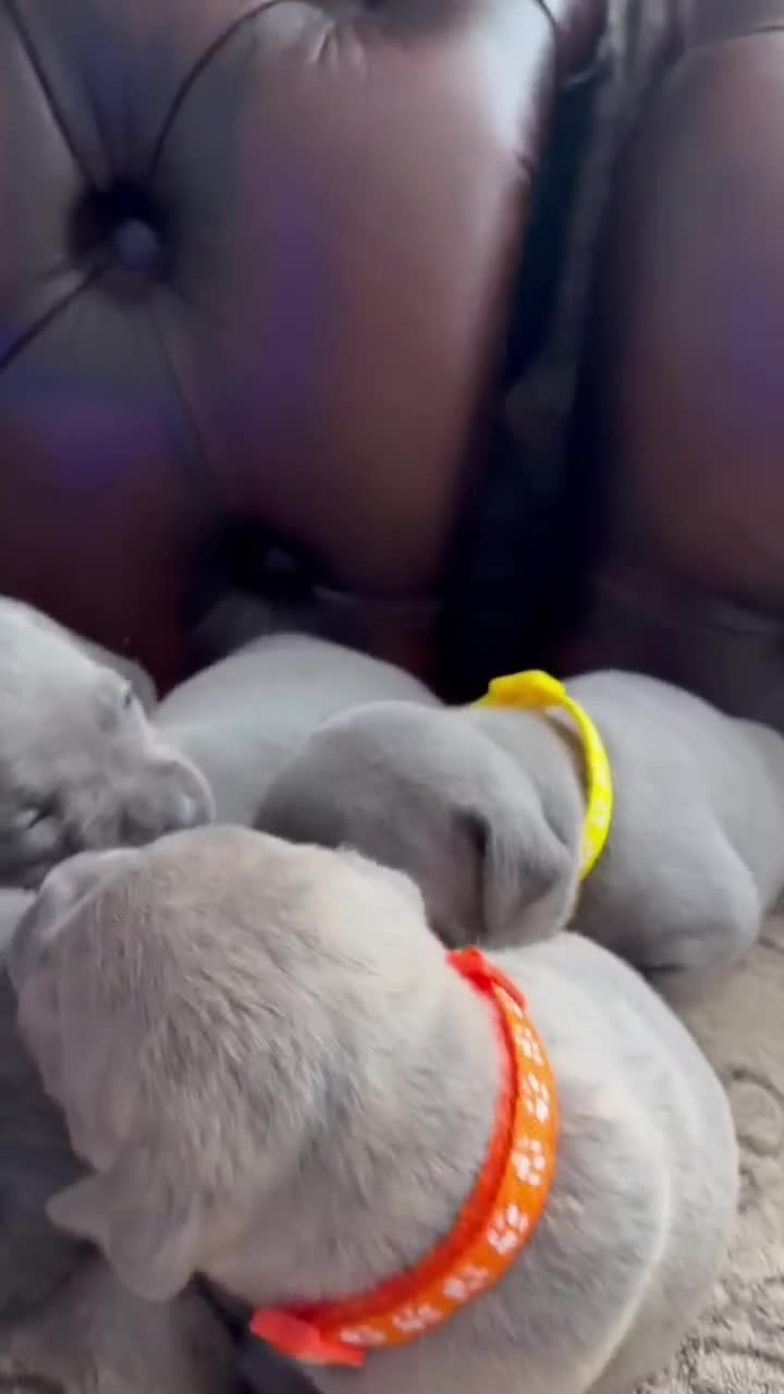 Staffordshire Bull Terrier dogs for sale: Adorable KC registered blue staffy puppies  - Video 1
