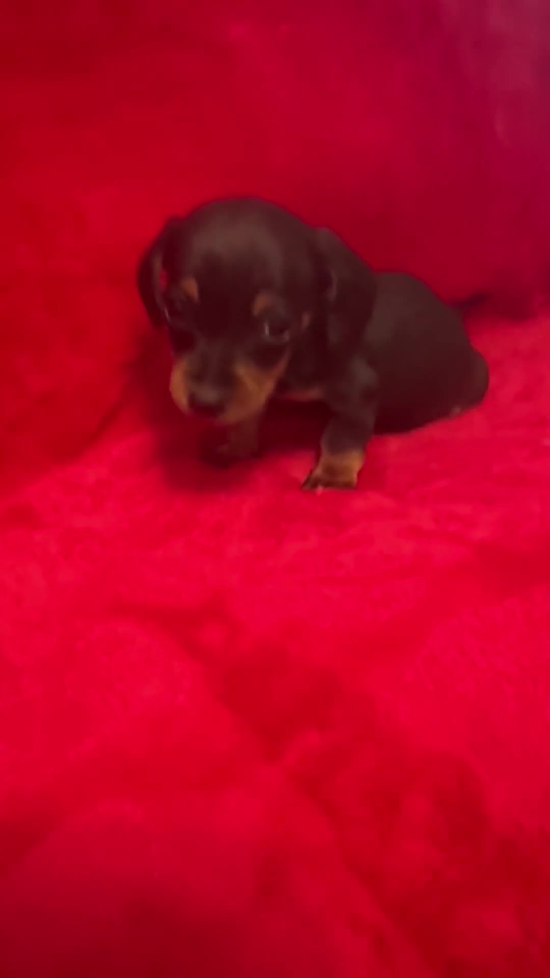 Miniature Dachshund dogs for sale: 3 Mini Minature Dachshunds - Video 2