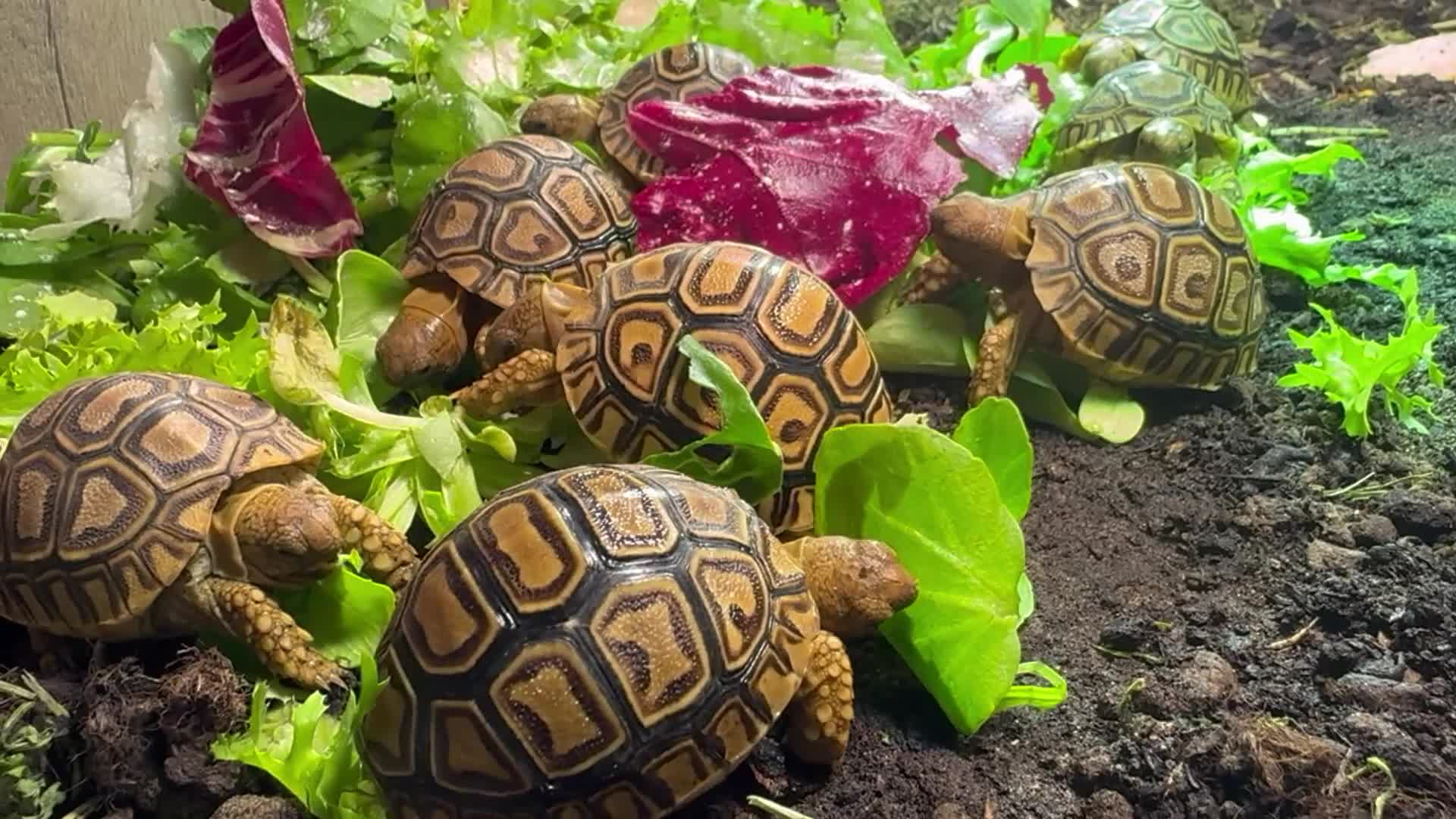 Tortoise reptiles for sale: Baby Leopard Tortoises  - Video 1