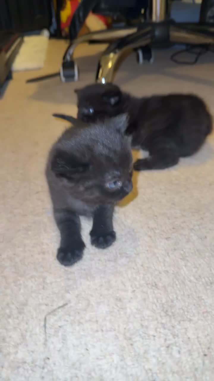 British Shorthair cats for sale: Two black female kittens  - Video 1