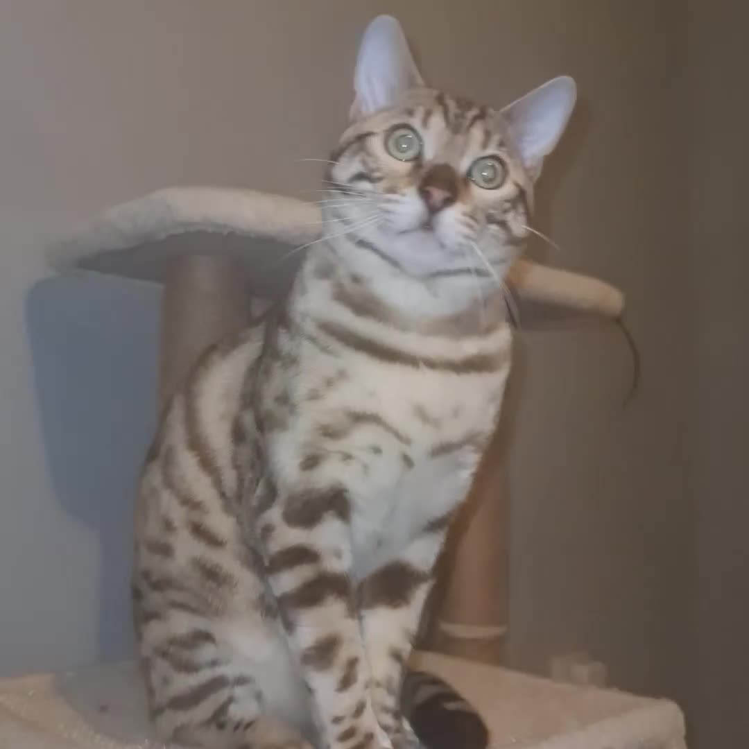 Bengal cats for sale: Bengal - Video 1