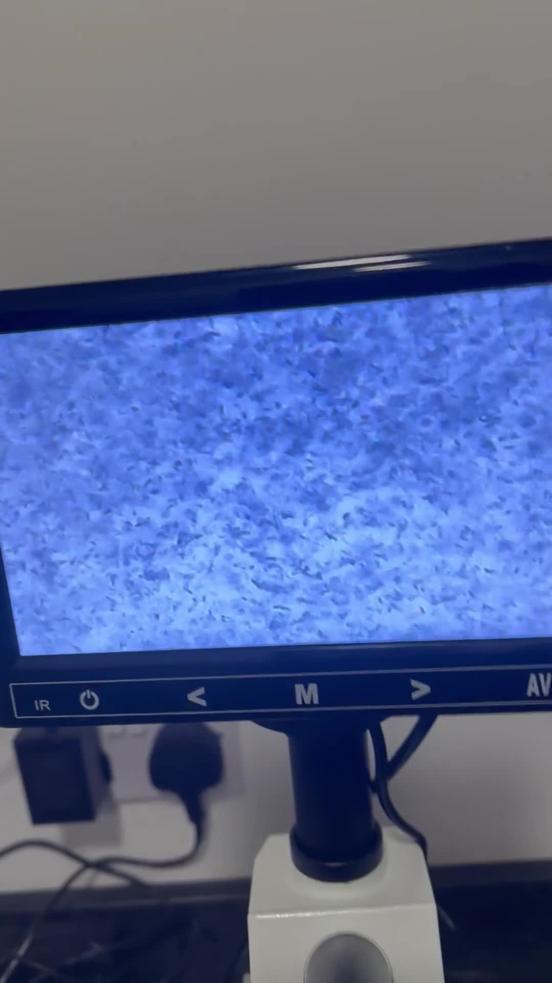 Cavalier King Charles Spaniel dogs for stud: KC REG HEALTH TESTED DARKRUBY CAVALIER PROVEN STUD - Video 1