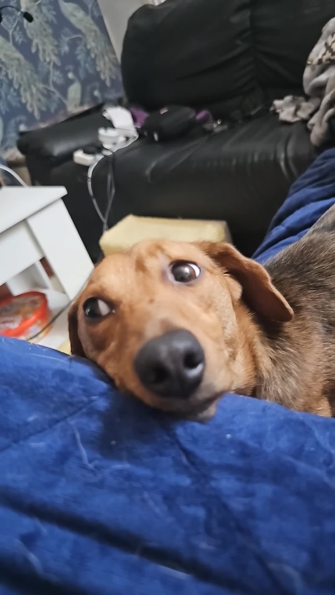 Dachshund dogs for sale: Loving, cuddly, loyal Dachshund- Dash for rehoming in Loughborough - Video 1