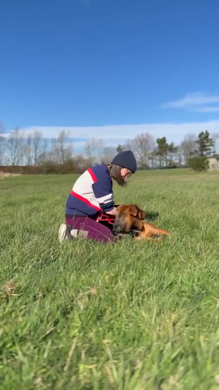 Mixed Breed dogs for adoption: STEPH - 6 years old, Lovable, Large Rottie Mix in Newcastle upon Tyne - Video 3